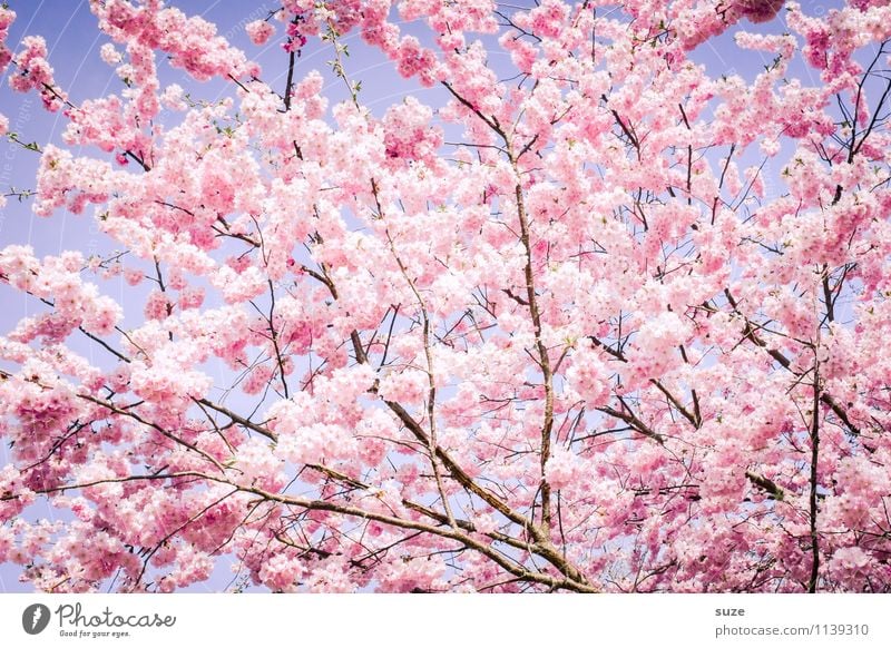 Da geht kein Weg dran vorbei Glück schön feminin Umwelt Natur Himmel Frühling Schönes Wetter Baum Sträucher Blüte Blühend Wachstum ästhetisch Freundlichkeit