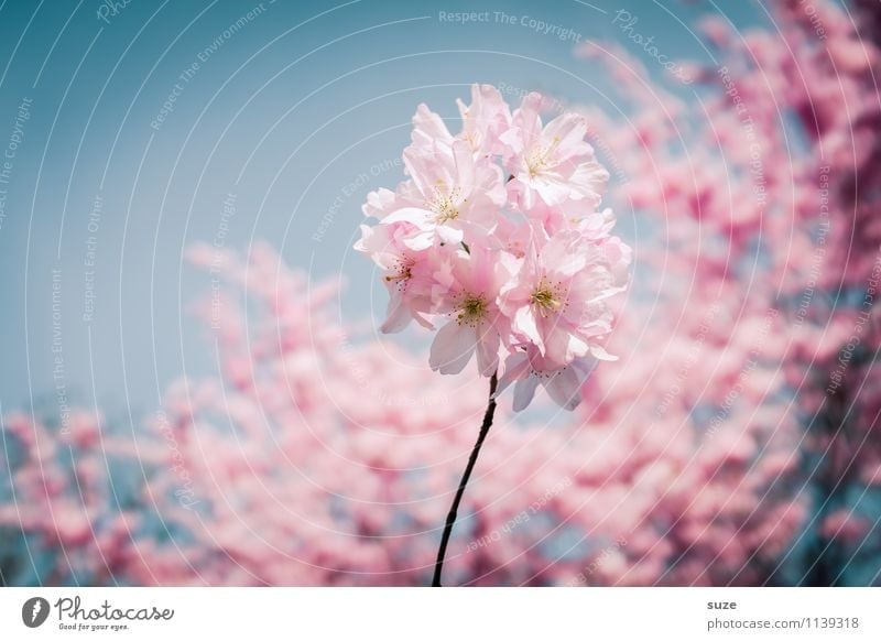 In voller Blüte Glück schön Duft feminin Umwelt Natur Himmel Frühling Schönes Wetter Baum Sträucher Blühend Wachstum ästhetisch Freundlichkeit rosa Gefühle