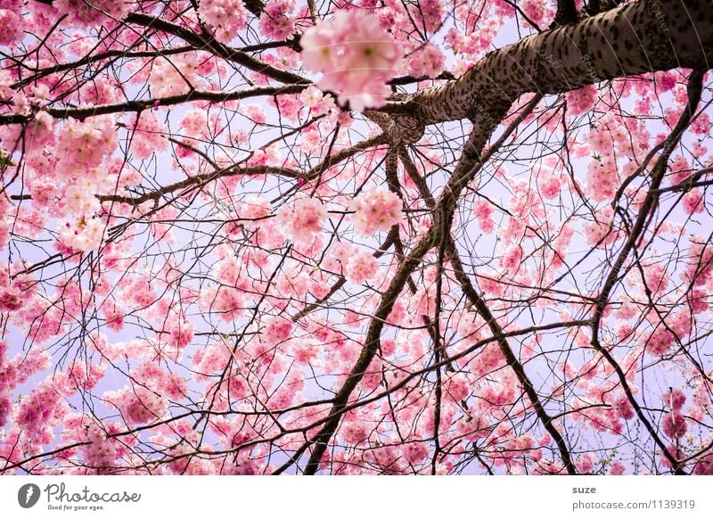 HURRA! Ach nee doch nicht. schön Umwelt Natur Himmel Frühling Schönes Wetter Baum Sträucher Blüte Blühend Wachstum ästhetisch Freundlichkeit rosa Gefühle