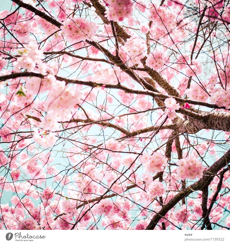 Wieder da! schön Umwelt Natur Himmel Frühling Schönes Wetter Sträucher Blüte Blühend Wachstum ästhetisch Freundlichkeit rosa Gefühle Stimmung Glück