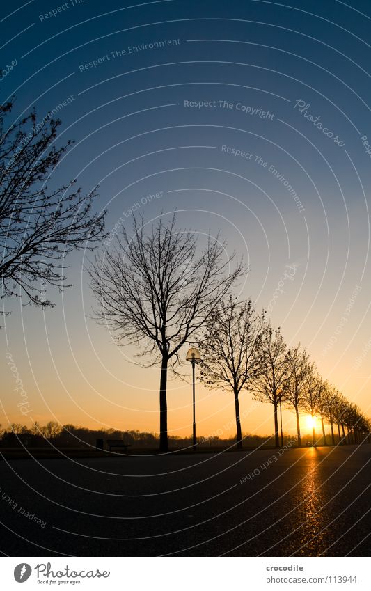 baimsiluetten Baum Winter Gegenlicht Sonnenuntergang Beleuchtung Asphalt Romantik Dämmerung Ast Himmel Straße blau Abenddämmerung