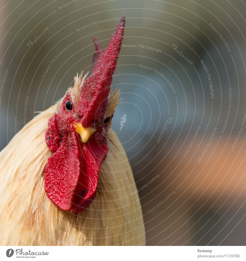 Willst Ärger? Natur Tier Nutztier Hahn Hahnenkamm 1 beobachten Blick bedrohlich natürlich Neugier gelb rot selbstbewußt Optimismus Kraft Sicherheit Schutz Stolz