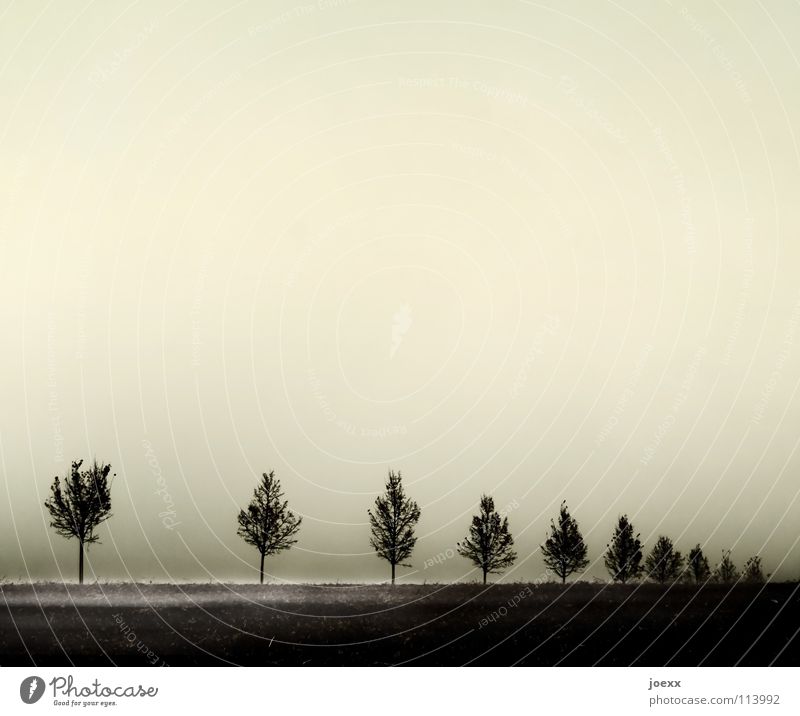 Lücke Baum Baumreihe Bodennebel Nebel ruhig Trauer Verzweiflung Herbst trist gleichförmig konform Reihe Traurigkeit Übergang