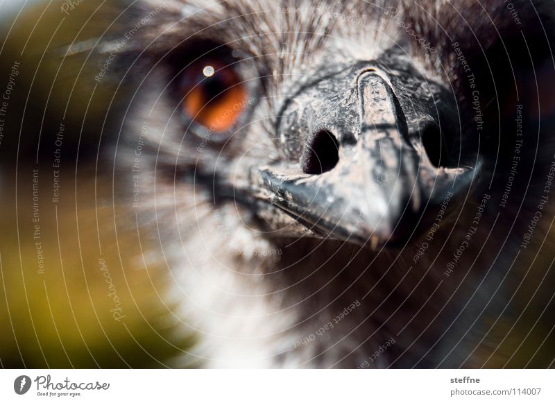 Da kiekste wa?! Nandu Emu Vogel Laufvogel Afrika Schnabel süß niedlich zutraulich Vertrauen lecker Angriff angriffslustig gefährlich ehrgeizig Australien