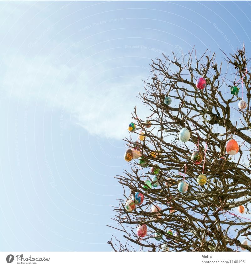 Frohe Ostern! Umwelt Natur Himmel Frühling Pflanze Baum Ast Dekoration & Verzierung Kitsch Krimskrams Ei Osterei Zeichen hängen hoch klein oben blau mehrfarbig