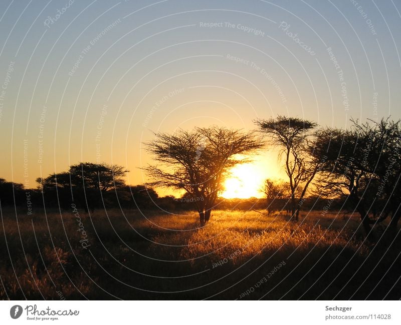 Sonnenuntergang in Namibia Savanne Baum Ferien & Urlaub & Reisen Steppe Afrika Safari Romantik