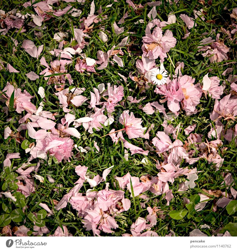 wetter | blütenregen Natur Pflanze Urelemente Erde Frühling Gras Blüte Garten Park Wiese Zeichen schön natürlich feminin grün rosa chaotisch Leben Leichtigkeit