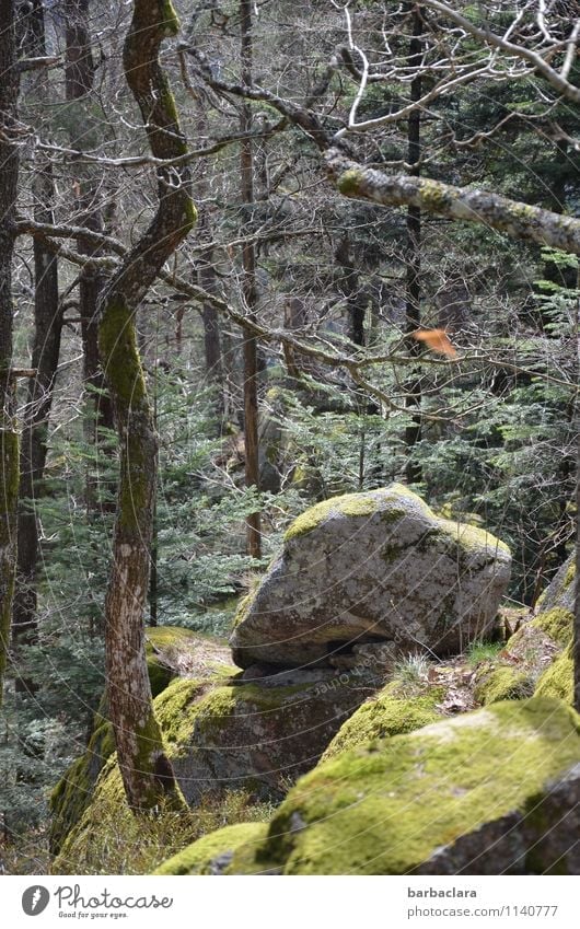 Igelloch Natur Landschaft Urelemente Frühling Baum Moos Wald Felsen Schwarzwald Stein hoch wild grün Stimmung Kraft Einsamkeit Fitness Freizeit & Hobby Umwelt