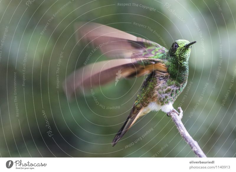 Kolibri fliegt los Umwelt Natur Landschaft Baum Vogel kollibri fliegen Geschwindigkeit Farbfoto Außenaufnahme Nahaufnahme Tag