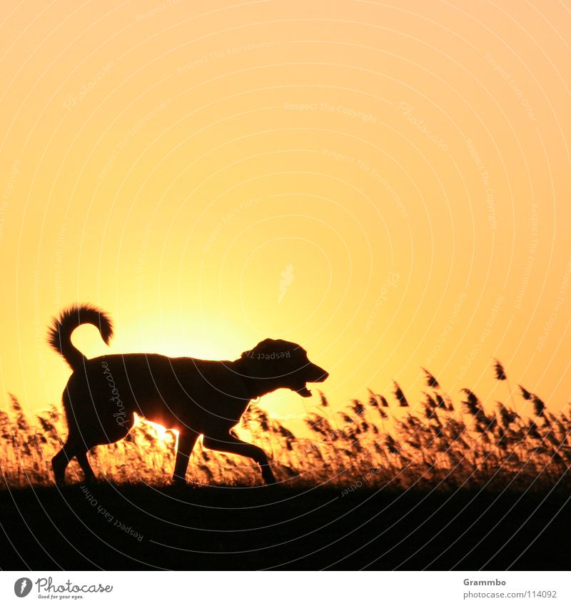 Deichpatrouille Gras Hund Gegenlicht Sonnenuntergang Silhouette Säugetier Lilli Abend Abenddämmerung Himmel Schatten