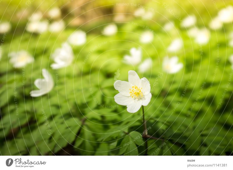 Rosa Buschwind liebt das Rampenlicht Muttertag Umwelt Natur Frühling Schönes Wetter Pflanze Blume Blüte Wildpflanze hell schön klein wild gelb grün weiß