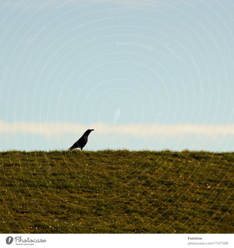 STOLZ! Umwelt Natur Pflanze Tier Himmel Wolkenloser Himmel Schönes Wetter Gras Wiese Wildtier Vogel 1 hell natürlich blau grün schwarz weiß Rabenvögel Krähe