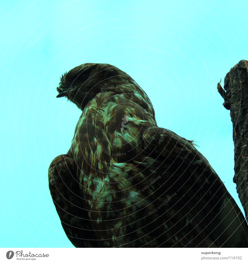 Bird Vogel Tier Geier Adler Luft Flake Kontrast blau Wings Flügel fliegen