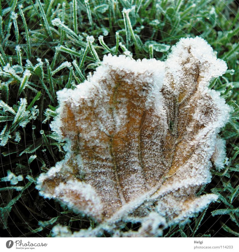 brrr.... eiskalt frieren gefroren Raureif Minusgrade Herbst Winter Morgen Eisblumen Eiskristall Blatt Gras Stengel Gefäße grün braun weiß glänzend Frost