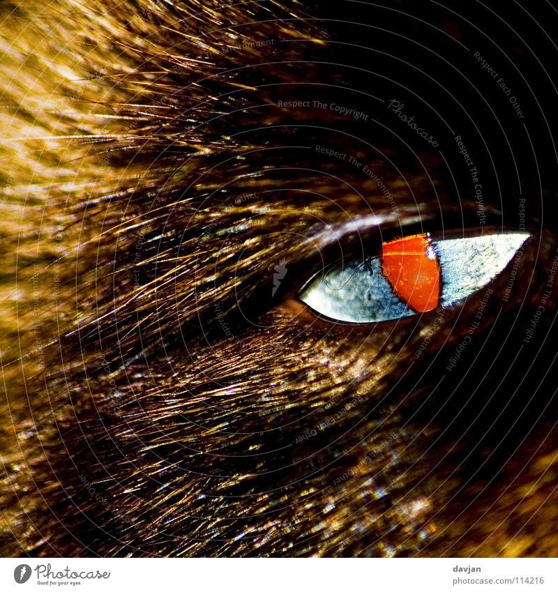 Devil's Eye vergrößert Tier Haustier gefährlich Säugetier Katze. Teufel Detailaufnahme Auge
