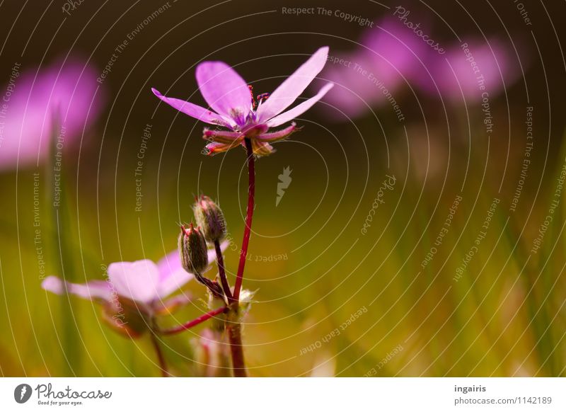 Frühling im Wiesengrund Natur Landschaft Pflanze Blume Gras Blüte Blühend leuchten Wachstum frisch klein natürlich grün violett rosa rot Stimmung