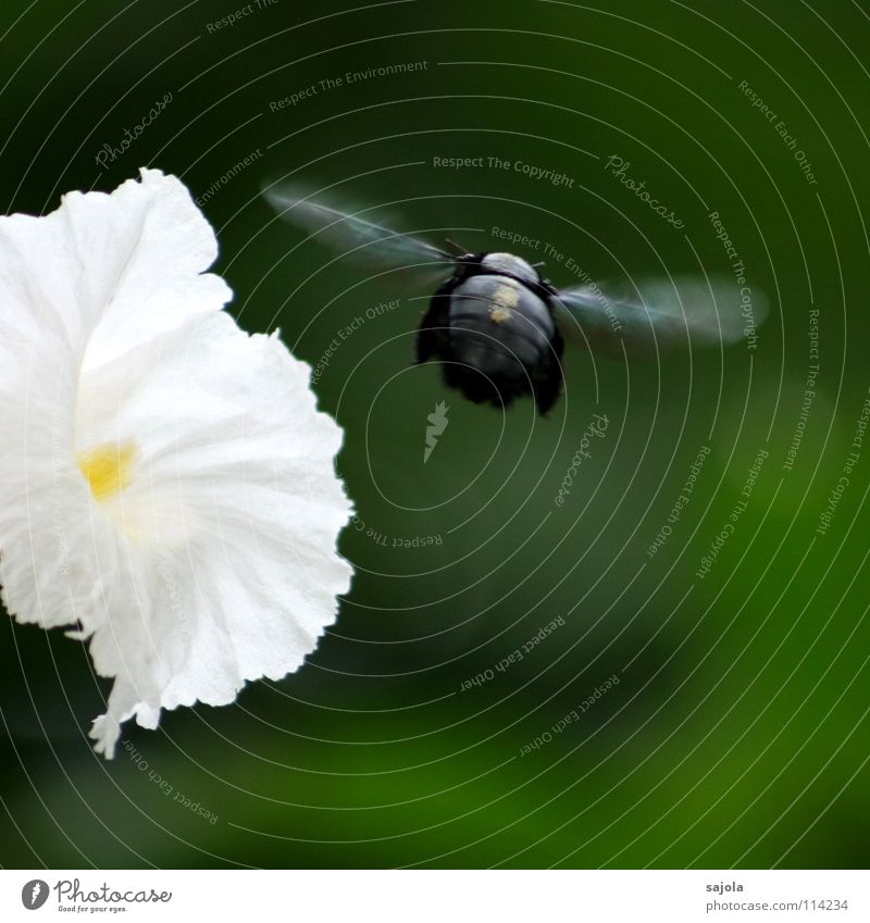 brummer im abflug Garten Natur Pflanze Tier Blume Blüte Biene Käfer Flügel 1 Bewegung fliegen Geschwindigkeit grün schwarz weiß Insekt Abheben Schweben