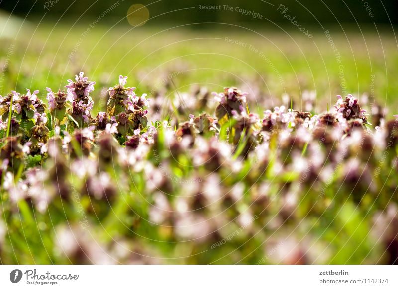 Wiese Garten Schrebergarten Gras Rasen Weide Unkraut Klee Brennnessel Blume Blüte Blühend Frühling Tiefenschärfe Horizont Ferne Natur Textfreiraum