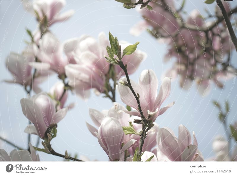 magnolia schön Gesundheit Wellness Leben harmonisch Wohlgefühl Zufriedenheit Sinnesorgane Erholung ruhig Meditation Duft Spa Pflanze Baum Blume Blüte exotisch