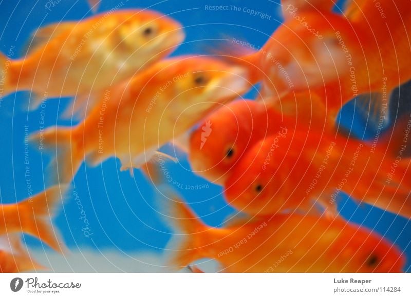 Orangenfische Goldfisch Aquarium Angeln Kieme Fisch Süßwasser gold Wasser
