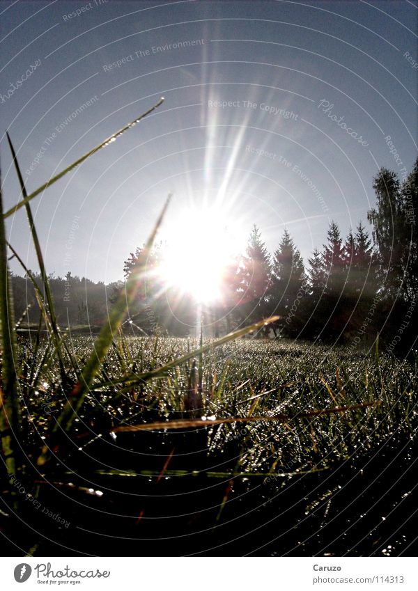 Morgensonne3 Sonnenstrahlen Gras Licht blenden Halm Strahlung Himmelskörper & Weltall Frieden hell Siegwinden Bodenbelag