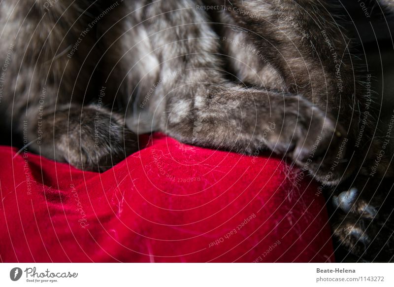 Ziemlich haarige Angelegenheit Lifestyle elegant Stil Tier grauhaarig Katze Pfote festhalten Blick sitzen warten einzigartig weich rot Kraft Sicherheit