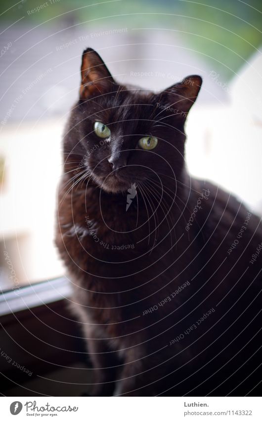 Fensterkatze elegant Wohlgefühl Zufriedenheit Erholung ruhig Meditation Häusliches Leben schwarzhaarig kurzhaarig Tier Haustier Katze 1 beobachten genießen