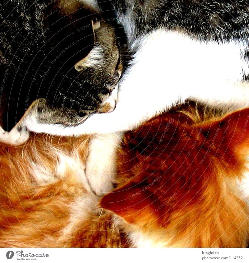 Ying & Yang Farbfoto Detailaufnahme Vogelperspektive Tierporträt ruhig Fell Haustier Katze 2 schlafen weich Geborgenheit Gelassenheit Frieden Schnurren Kuscheln