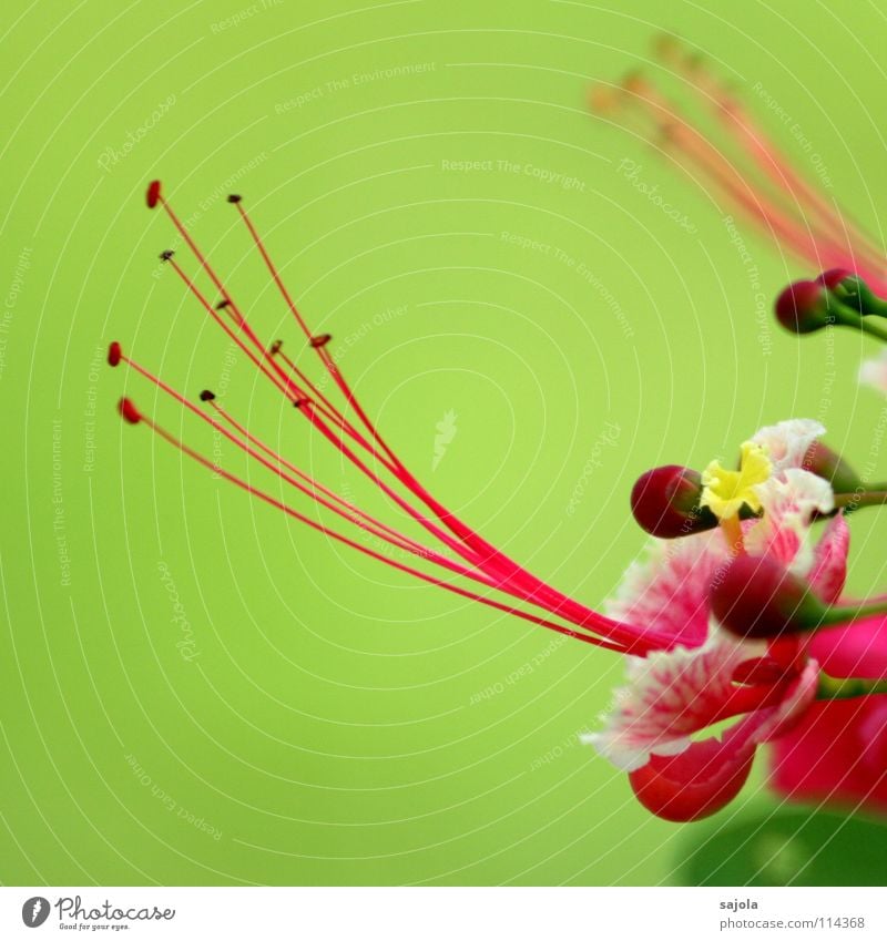 asiatisches blumenbild Natur Pflanze Frühling Blume Blüte weich rosa Farbe hellgrün Asien Stempel Fertilisation Blütenknospen zart Botanischer Garten Farbfoto