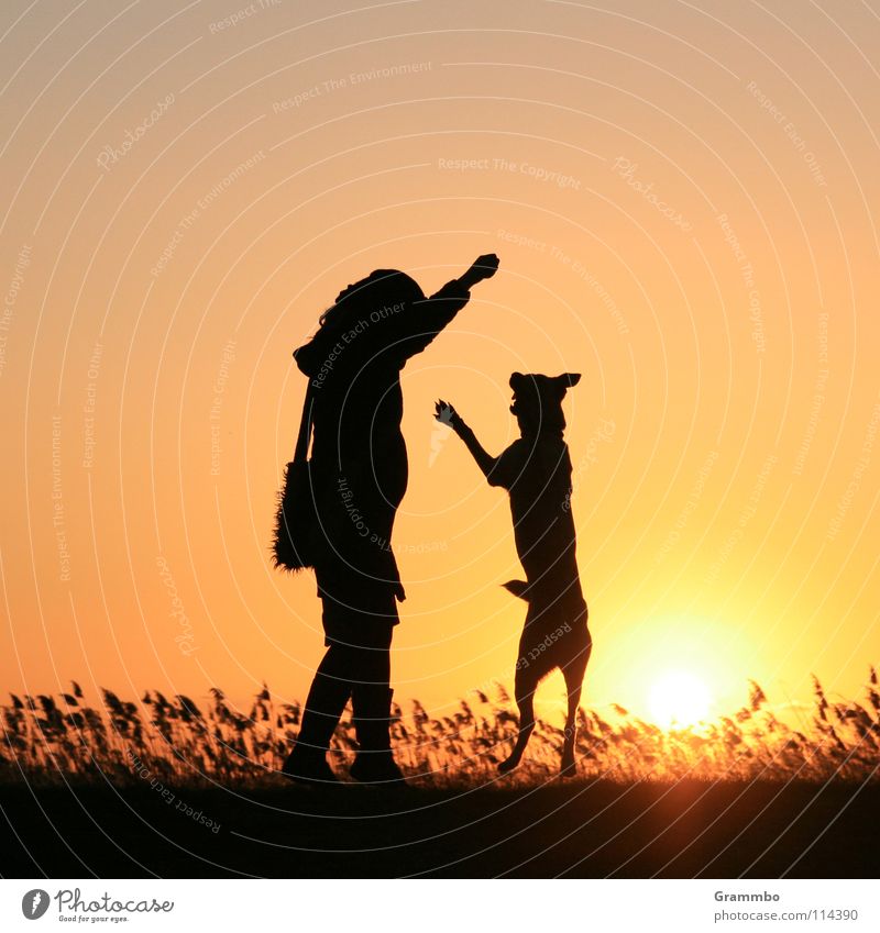 Ich bin genau so groß wie du! Hund Frau Sonnenuntergang Abendsonne Gegenlicht Silhouette Freude Frende Lilli
