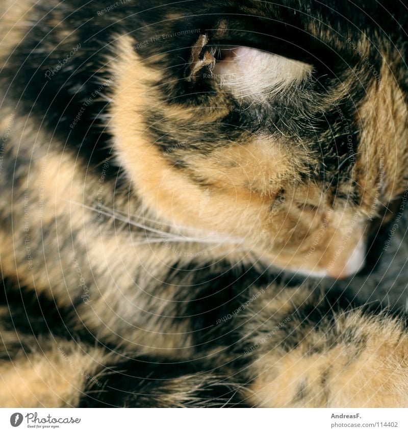 Winterschlaf II Katze Haustier Tier Fell dreifarbig Hauskatze schlafen träumen Kuscheln kuschlig Physik Bett kalt frieren Langeweile Säugetier kätzschen Wärme