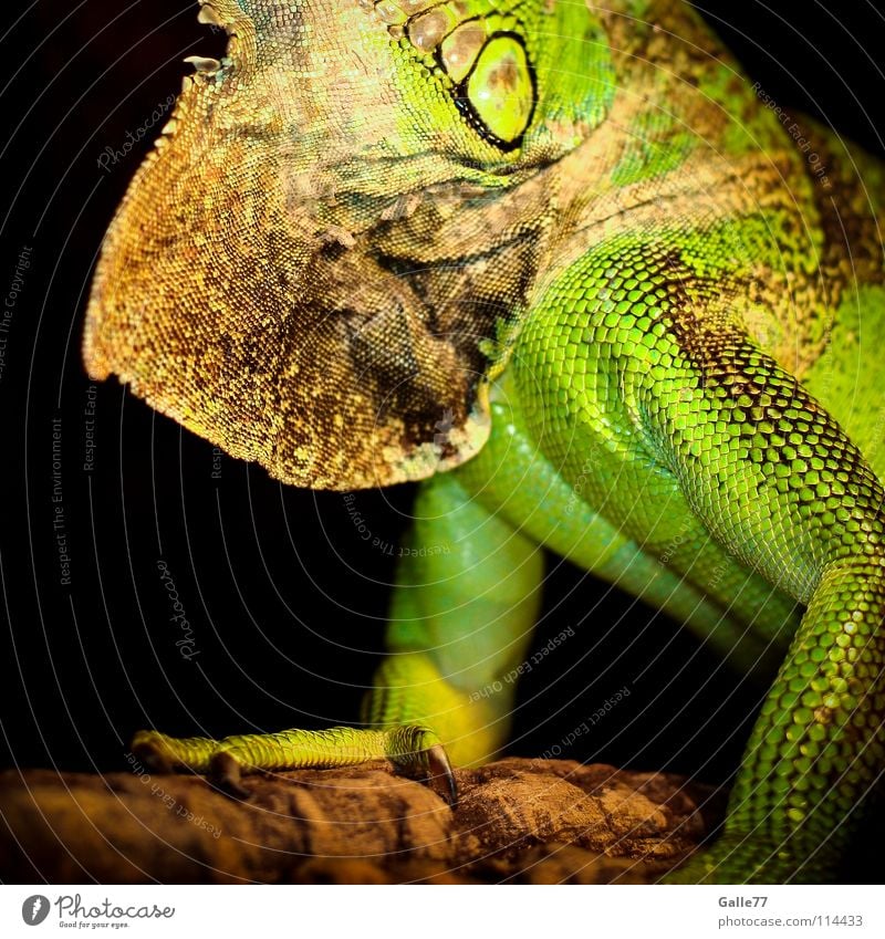 Rocco Leguane Echsen Reptil Tier grün Dinosaurier Terrarium Agamen Körperhaltung Scheune Kehlwamme Detailaufnahme