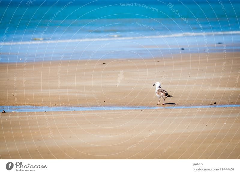 möwe und meer. harmonisch Strand Meer Wellen Natur Landschaft Sand Frühling Küste Atlantik Tier Vogel Möwe 1 beobachten Blick frei maritim blau Farbfoto