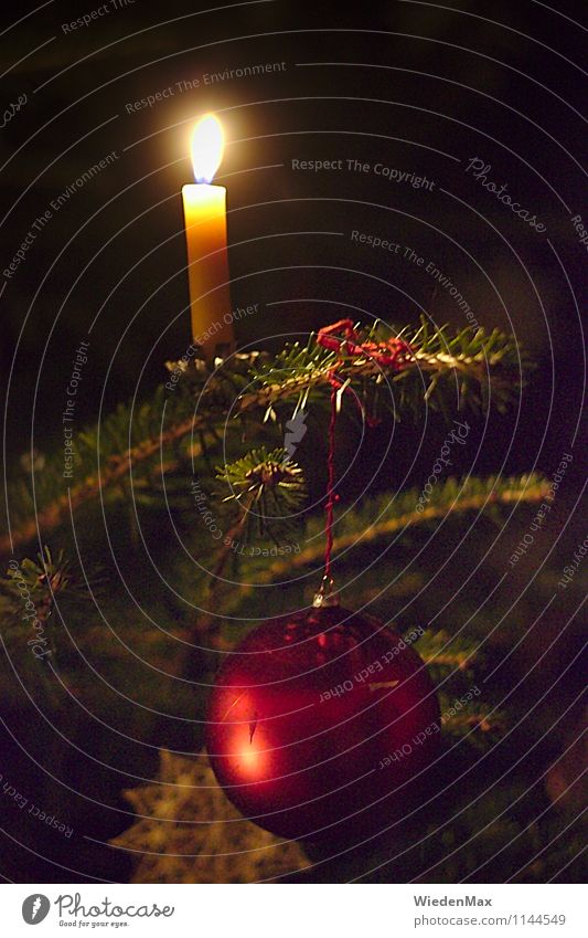 Christbaum Häusliches Leben Feste & Feiern Weihnachten & Advent Baum Weihnachtsbaum Tanne Tannenzweig Kerzenschein Christbaumkugel Christbaumkerze Fröhlichkeit