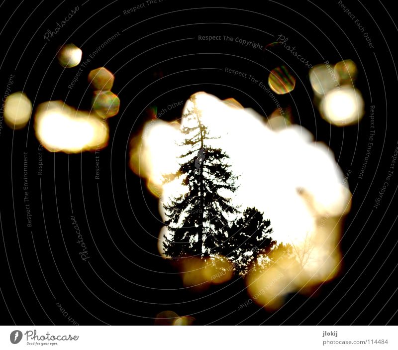 Traumzauberbaum Baum Tanne Winter dunkel schwarz Loch Gegenlicht mehrfarbig Spektralfarbe spektral kalt verfallen Verfall Einsamkeit spionieren Flirren