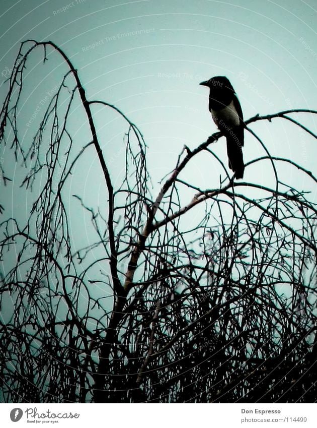 Pica pica Wolken Baum Sträucher Vogel bedrohlich dunkel gruselig Angst Desaster Elster Rabenvögel Krähe unheimlich böse mystisch Teufel Friedhof Ast Zweig Bird