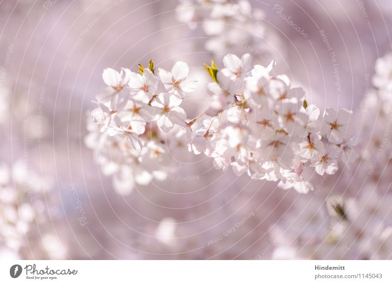 Candy Umwelt Natur Pflanze Frühling Schönes Wetter Baum Blatt Blüte Kirschblüten Blühend hängen Wachstum ästhetisch elegant schön weich grün rosa weiß Glück