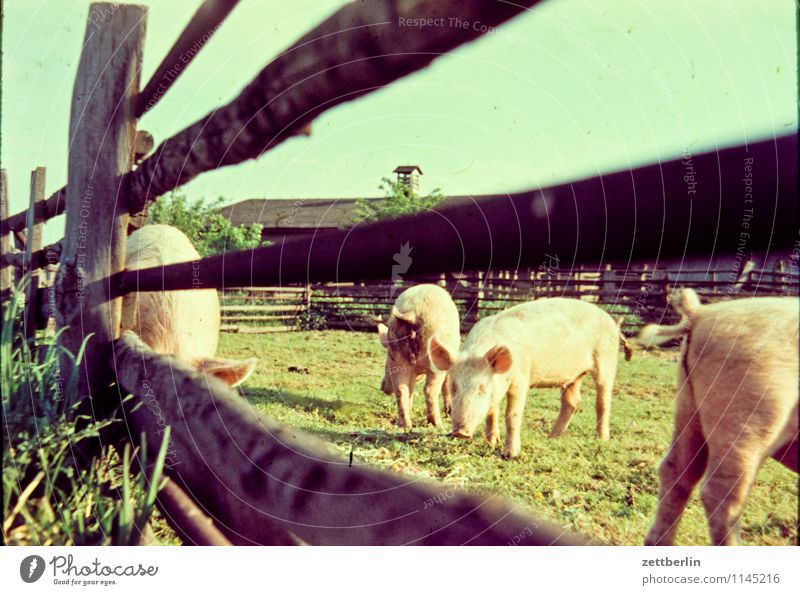 Schweine Hausschwein Haustier Tier allesfresser Freilandhaltung Bioprodukte Biologische Landwirtschaft Weide Pferch Zaun Holzzaun Herde rotte Fleisch Bauernhof