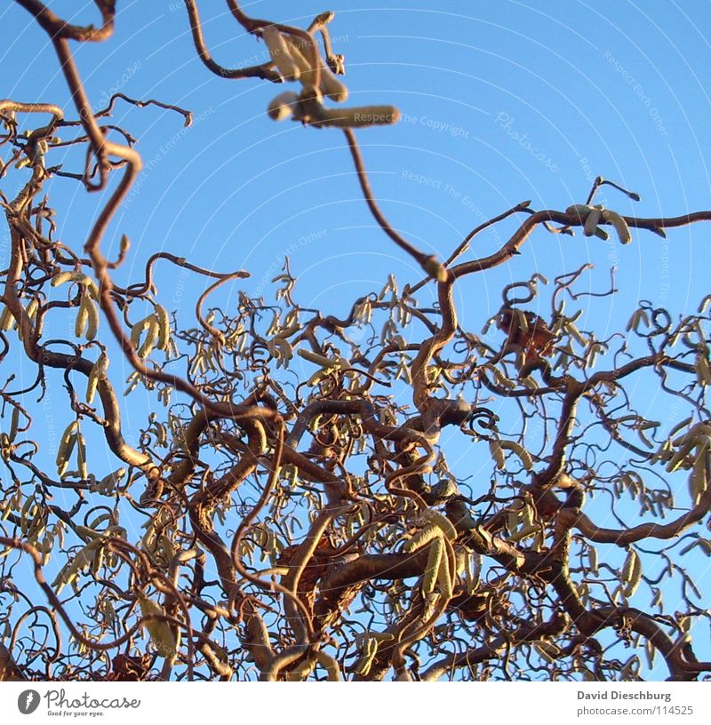 Die hellblaue Verwirrtheit hell-blau Baum Pflanze braun Sonnenuntergang Blatt durcheinander Herbst Winter Haselnuss Himmel Ast Kurve Verwirbelung Klarheit