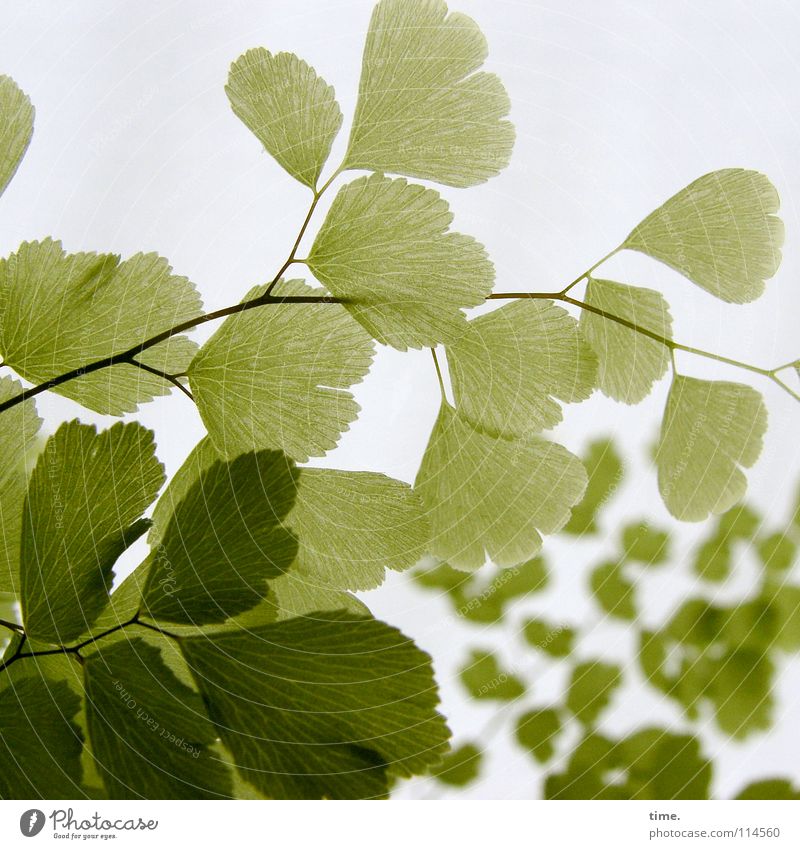 Frauenhaarfarn Pflanze grün Vordergrund Hintergrundbild Anordnung filigran zart sensibel Farbfoto Gedeckte Farben Strukturen & Formen Menschenleer Unschärfe