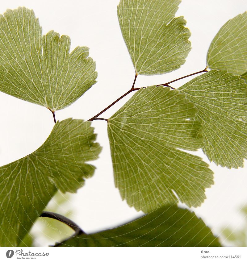 Frauenhaarfarn (Reprise) Pflanze Blatt grün Gesundheit einzigartig rein schön Vergänglichkeit Wachstum Wandel & Veränderung Vordergrund Hintergrundbild