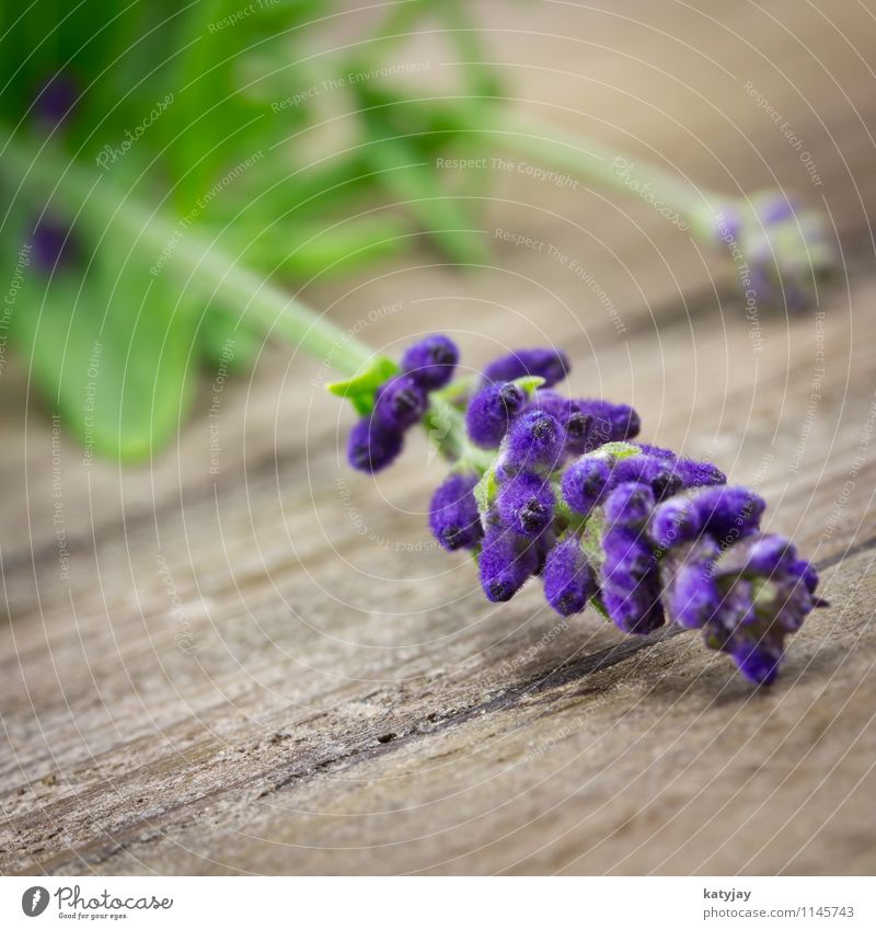 Lavendel Blume Blumenstrauß Kräuter & Gewürze Bündel Erholung Fliederbusch Isoliert (Position) Jahreszeiten violett Natur Parfum Pflanze Sommer Nahaufnahme