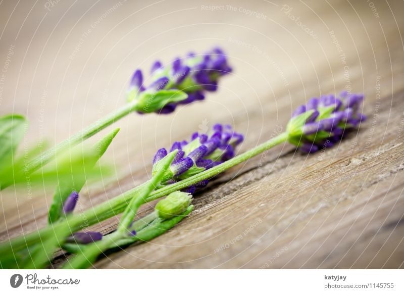 Lavendel Blume Blumenstrauß Kräuter & Gewürze Bündel Blüte Erholung Fliederbusch Jahreszeiten violett Medikament Natur Pflanze Sommer Nahaufnahme Blühend