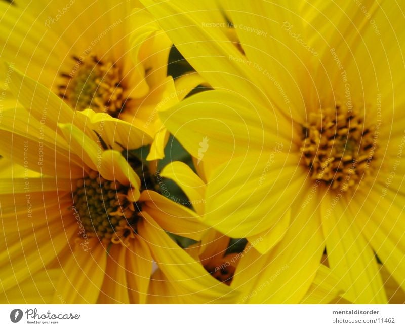 flotter Dreier gelb Blume Blüte Blatt Pflanze Pollen