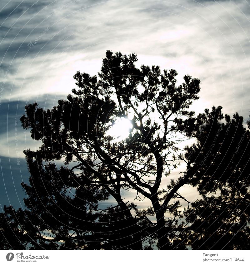 Versteckspiel Baum Nadelbaum Wolken Schleier Sonnenuntergang Himmel Himmelskörper & Weltall Ast Schatten Silhouette Tannennadel