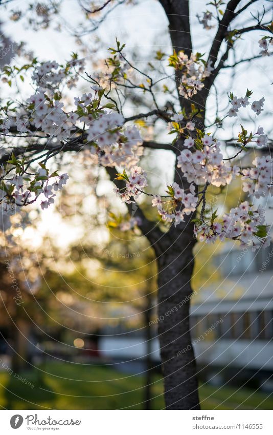 Frühling II Baum Blühend Blüte Zierkirsche Kirschblüten Leben Schönes Wetter Sonnenlicht Göttingen