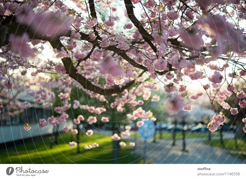 Frühling I Baum Blühend Blüte Zierkirsche Kirschblüten Leben Schönes Wetter Sonnenlicht Göttingen