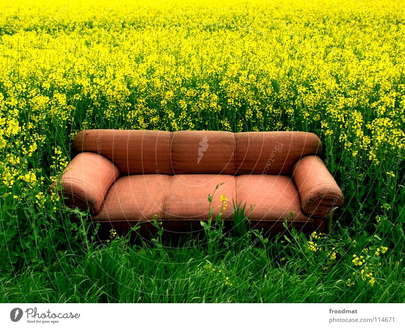 setzt euch doch Wiese Erholung Sofa Möbel deplatziert Raps Feld grün gelb ungeheuerlich leer Pflanze Sitzgelegenheit schlafen ruhen Wohnzimmer himmlisch bequem