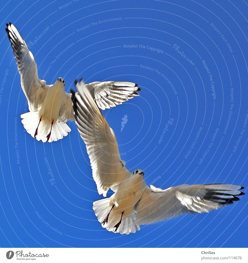 Doppeldecker : Silberkopfmöwe ( Larus novaehollandia ) Möwe Vogel Tier weiß grau schwarz Wolken himmelblau fliegen Federvieh See Meer Kondensstreifen Cuxhaven