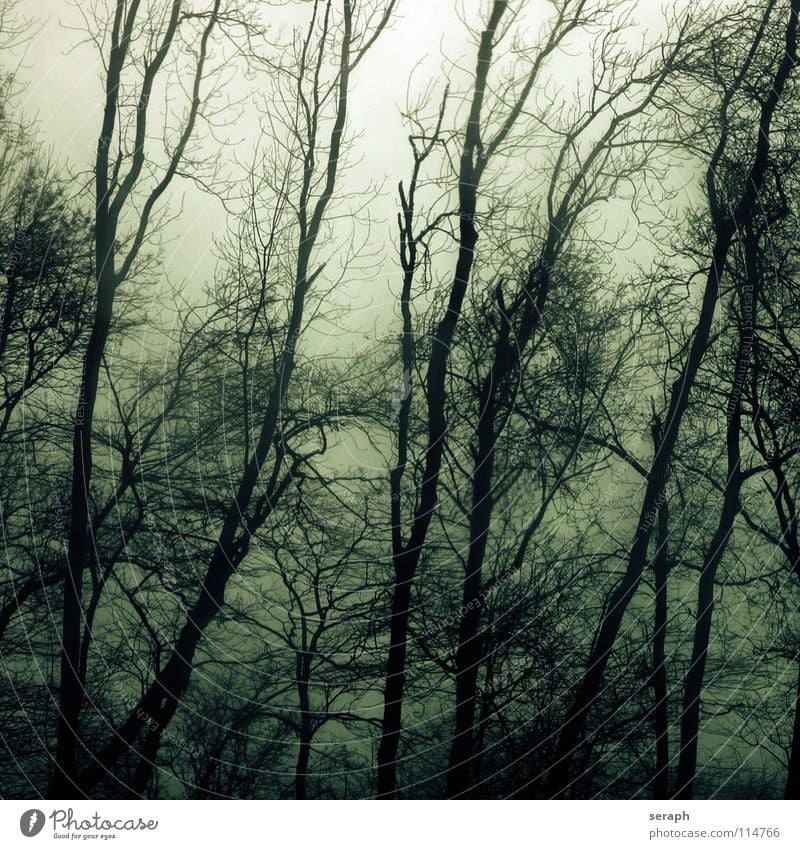 geisterwald Wald Baum Sturm Nebel Ast spukhaft Stimmung Geister u. Gespenster Spuk dunkel Pflanze geheimnisvoll Natur Laubwald trüb Einsamkeit Märchen trist